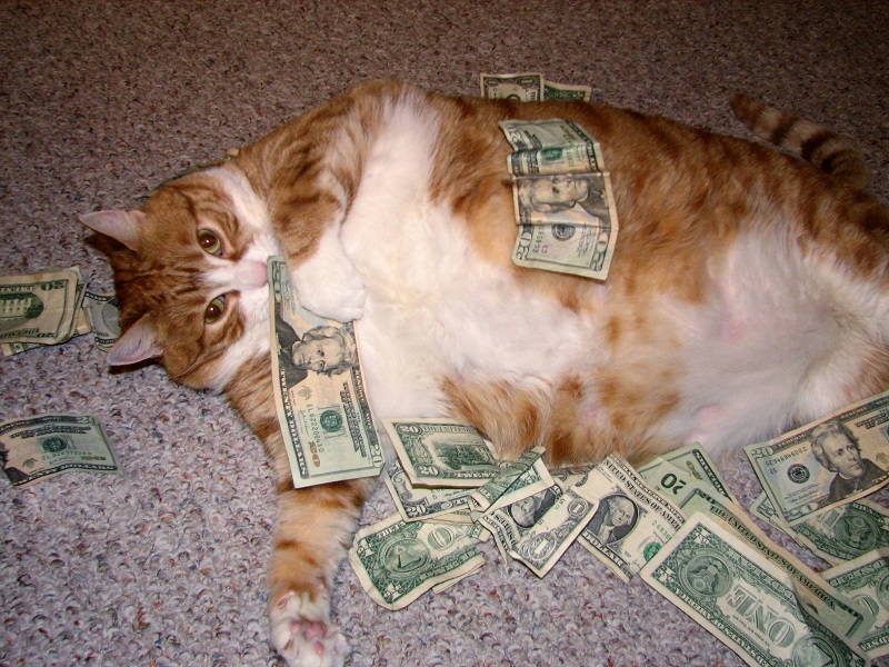 mans kaķis ir tas, kā nopelnīt daudz naudas)