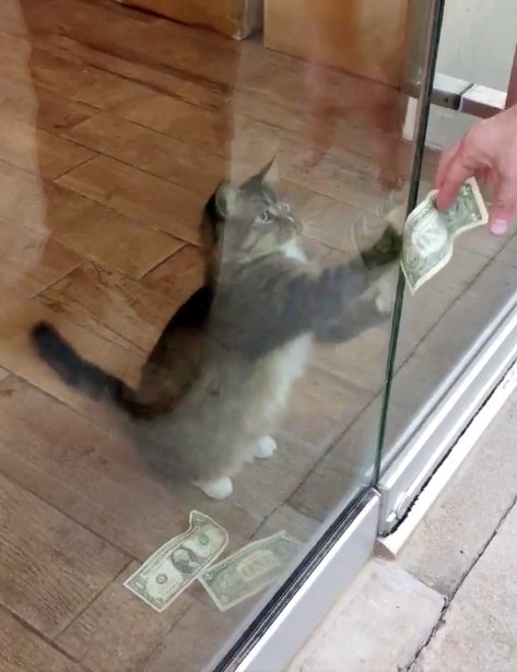 kaķis kā nopelnīt naudu