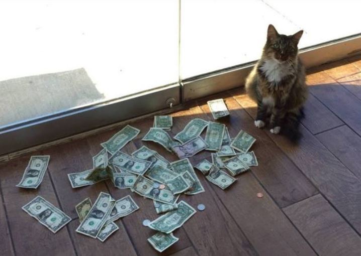 kaķis kā nopelnīt daudz naudas)